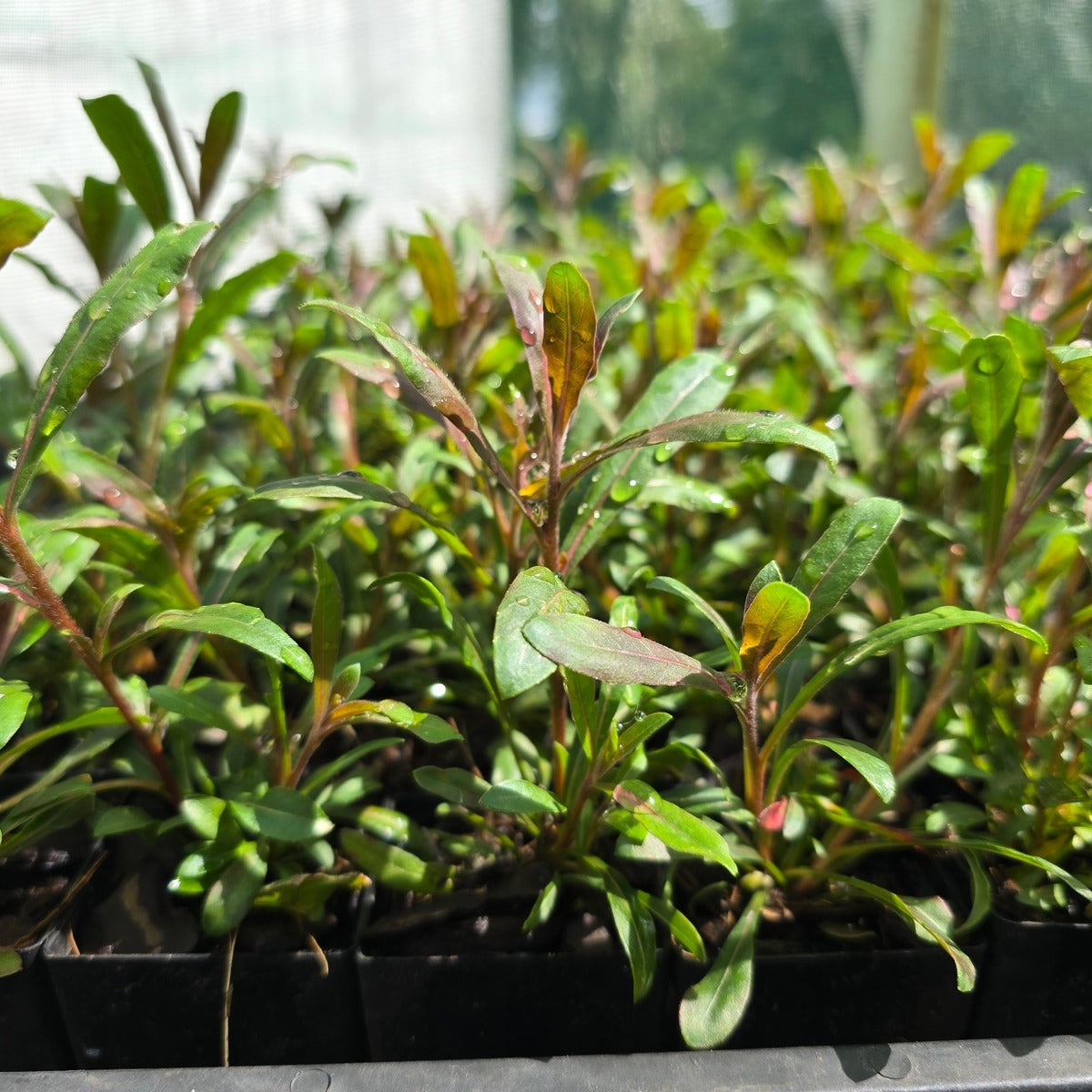 Pink Gaura ‘Confetti Pink’ (Gaura lindheimeri) – Perennial Flowering Plant in 50mm Pot