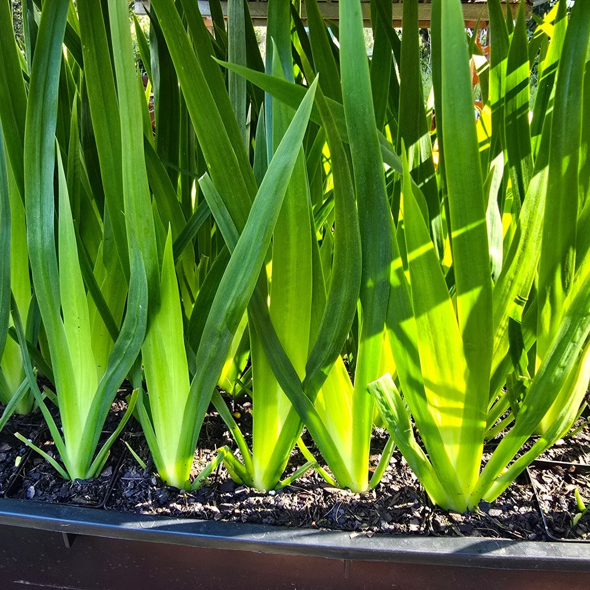 Brazilian Walking Iris – Neomarica gracilis | 50mm Tube