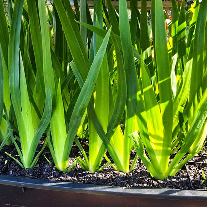Brazilian Walking Iris – Neomarica gracilis | 50mm Tube