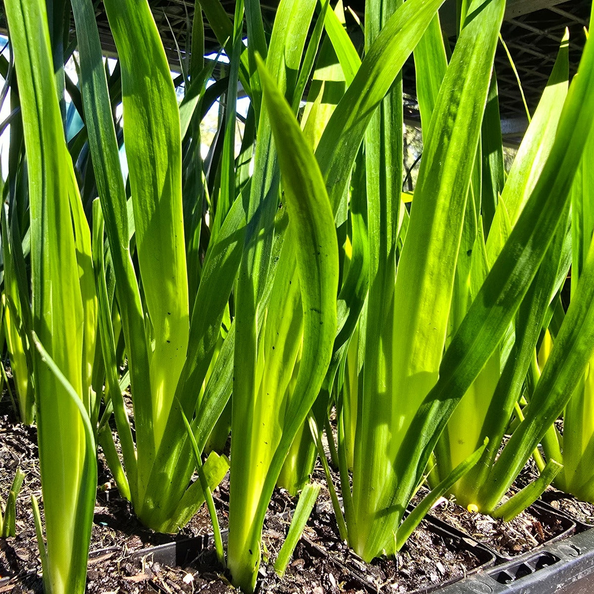 Brazilian Walking Iris – Neomarica gracilis | 50mm Tube