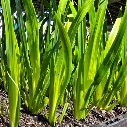 Brazilian Walking Iris – Neomarica gracilis | 50mm Tube