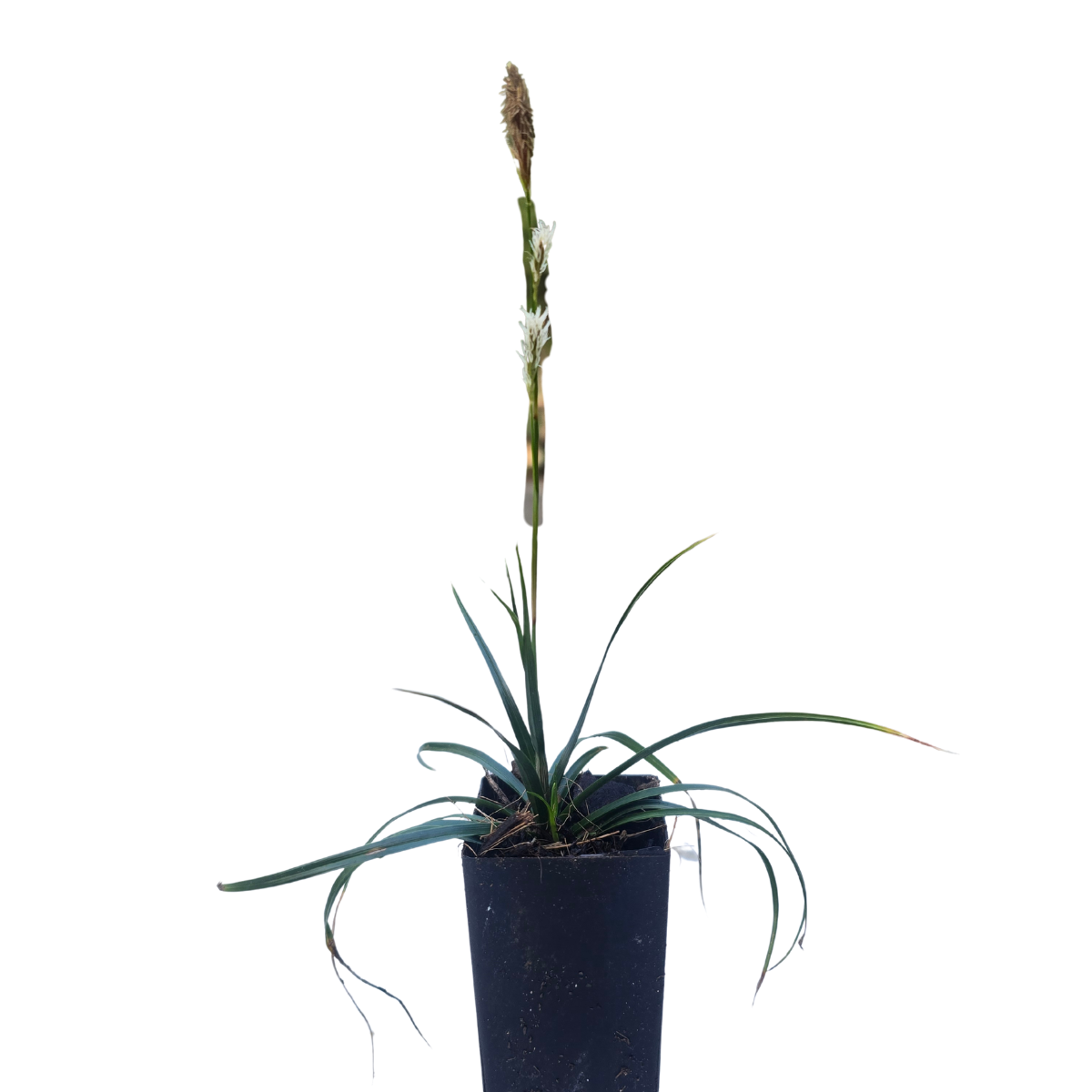 Carex oshimensis ‘Evergreen’ Japanese Sedge – Evergreen Sedge
