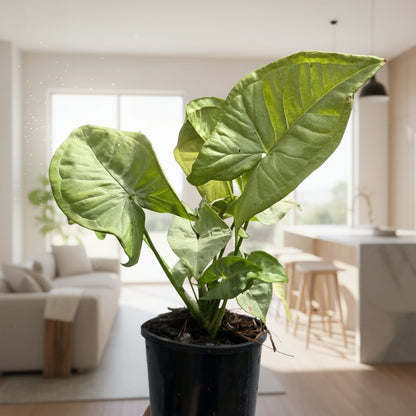 Syngonium ‘Confetti’ – Podophyllum - Arrowhead Plant