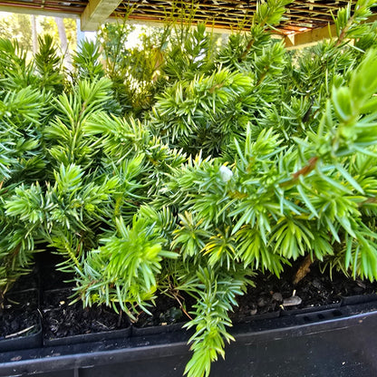 Juniperus conferta ‘All Gold’ | Golden Groundcover | 42mm Tube
