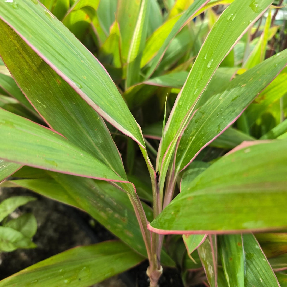 Cordyline fruticosa ‘Pink Diamond’ – Vibrant Tropical Variegated Plant
