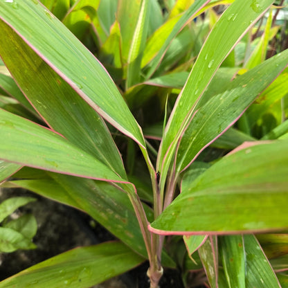 Cordyline fruticosa ‘Pink Diamond’ – Vibrant Tropical Variegated Plant