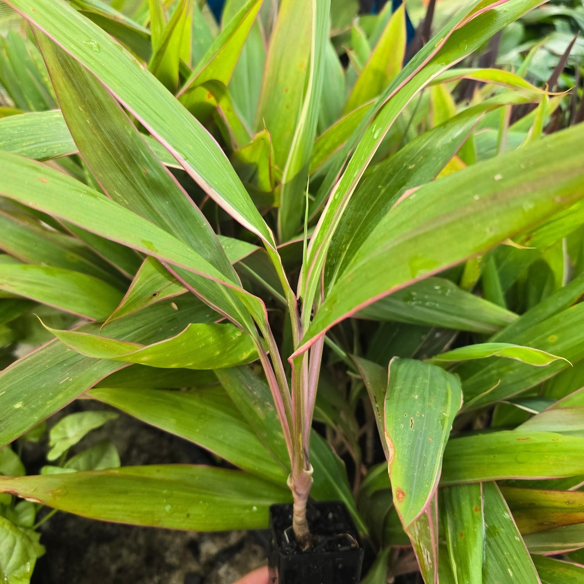 Cordyline fruticosa ‘Pink Diamond’ – Vibrant Tropical Variegated Plant