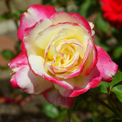Rosa ‘Double Delight’ | Fragrant Red and Cream Hybrid Tea Rose - Oldboy&