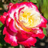 Rosa ‘Double Delight’ | Fragrant Red and Cream Hybrid Tea Rose - Oldboy&
