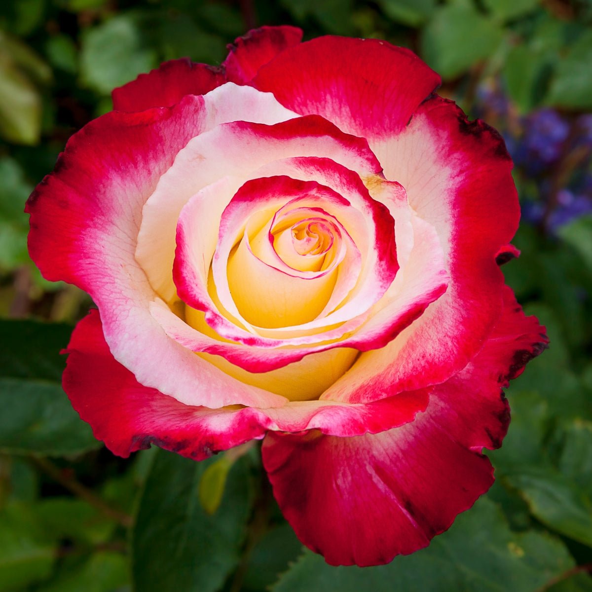 Rosa ‘Double Delight’ | Fragrant Red and Cream Hybrid Tea Rose - Oldboy&