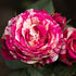 Rose - A Best Impression™ PBR 2022 - Pre-Order - Oldboy&
