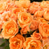 Rose - Apricot Clementine™ PBR 2017 - Pre-Order - Oldboy&