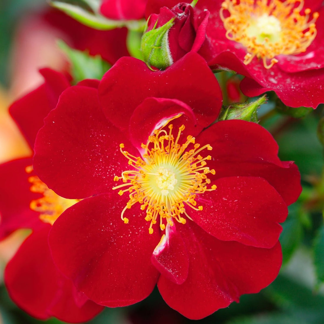 Rose - Bee&