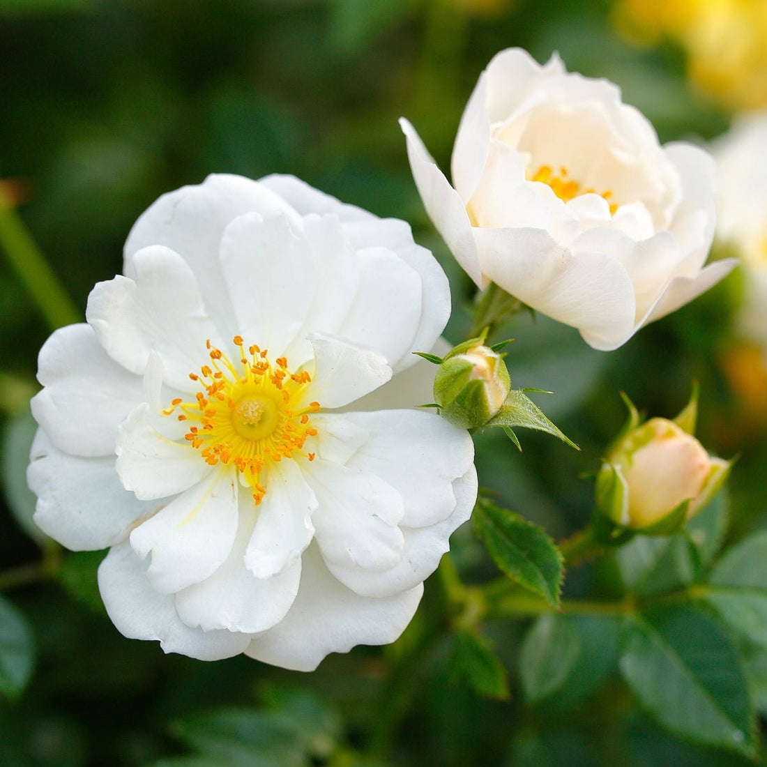 Rose - Bees Paradise White® - Pre-Order - Oldboy&