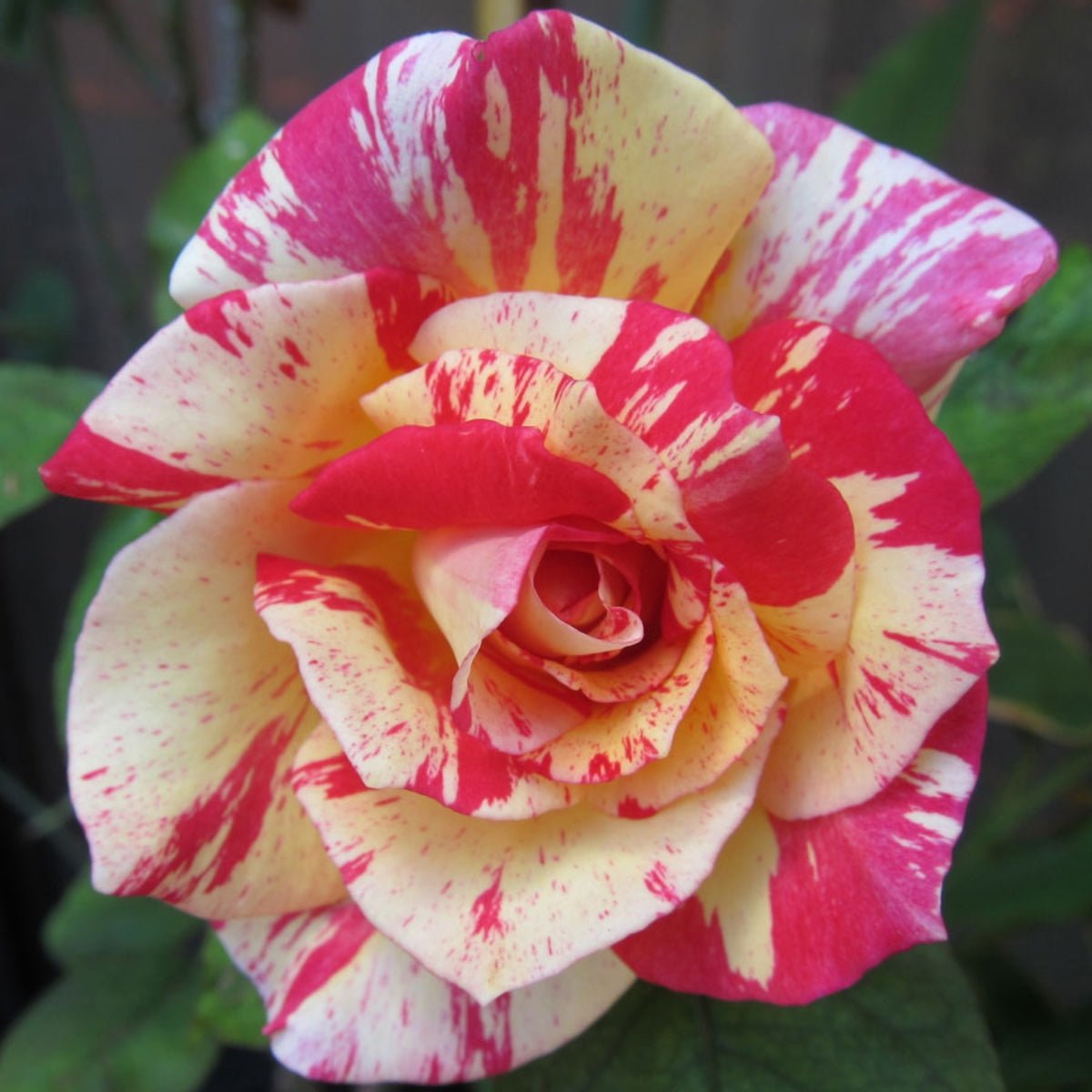 Rose - Cabana PBR - Pre-order - Oldboy&