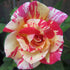 Rose - Cabana PBR - Pre-order - Oldboy&