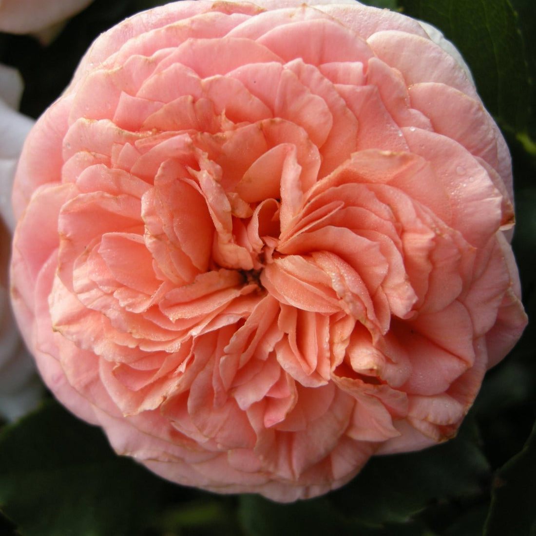 Rose - Chippendale PBR - Pre-order - Oldboy&