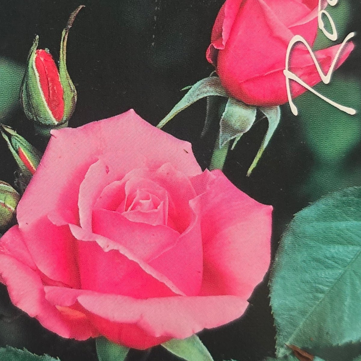 Rose &