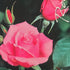 Rose &