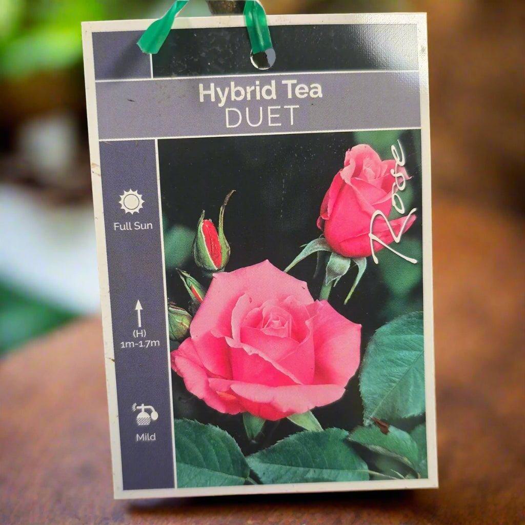 Rose &
