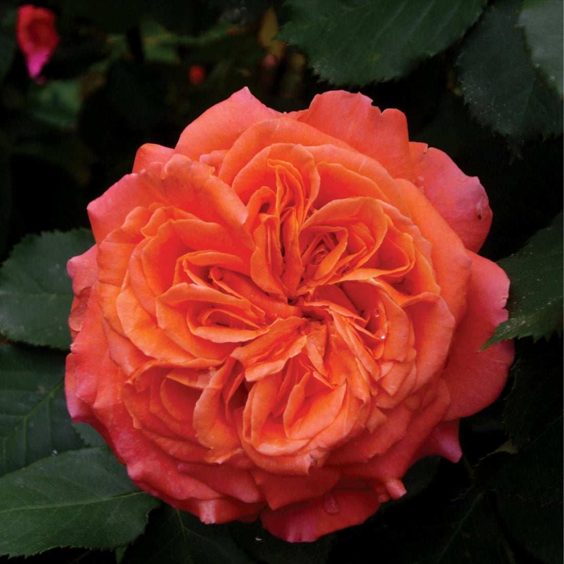 Rose - Emilien Guillot PBR - Pre-order - Oldboy&