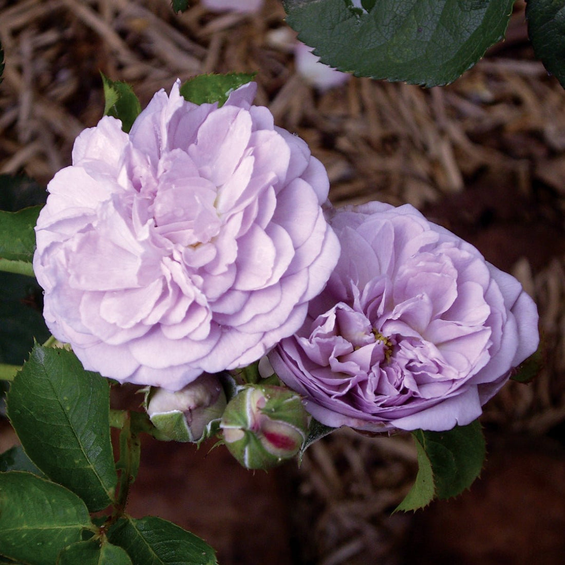 Rose - Florence Delattre PBR - Pre-order - Oldboy&