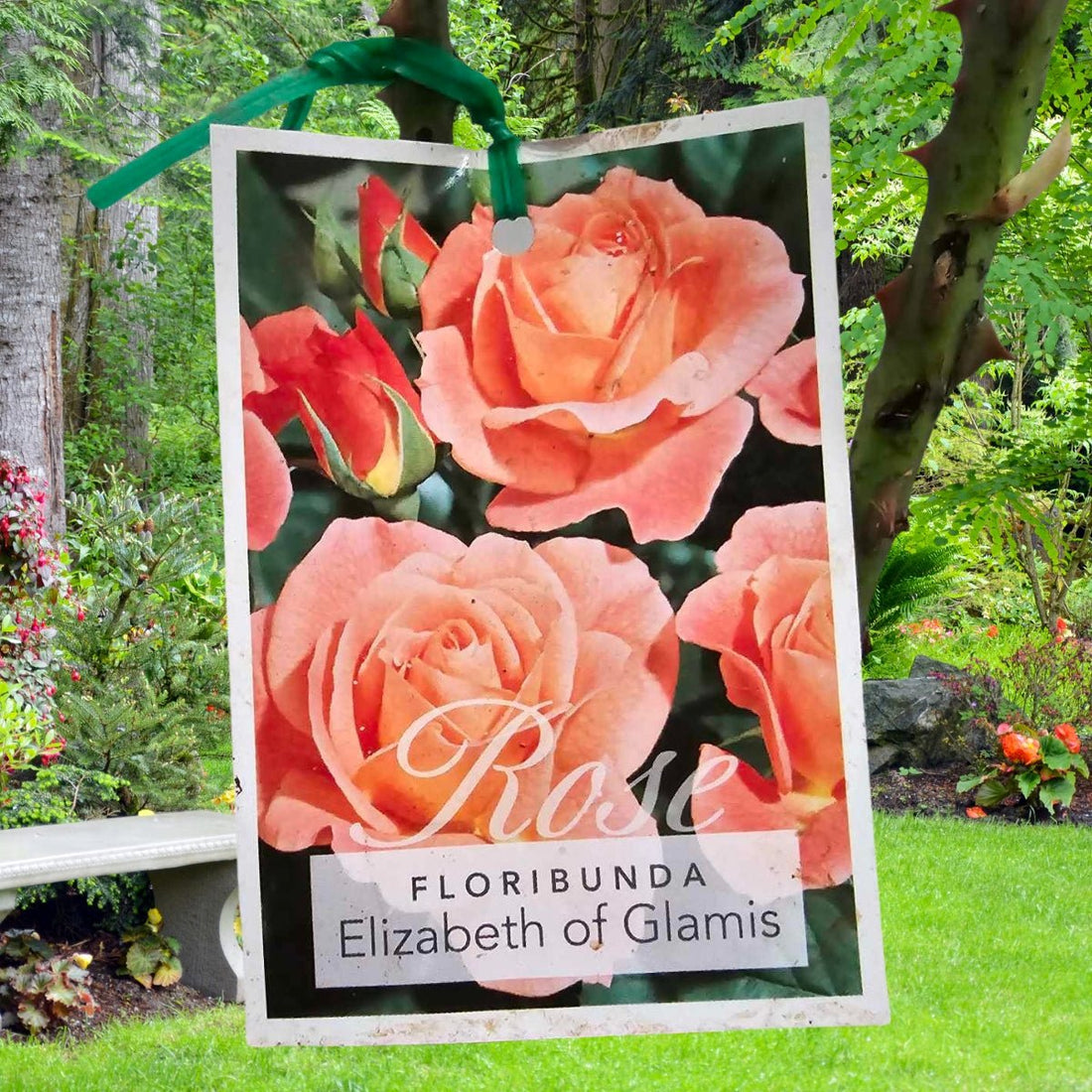 Rose - Floribunda - Elizabeth Of Glamis - Oldboy&