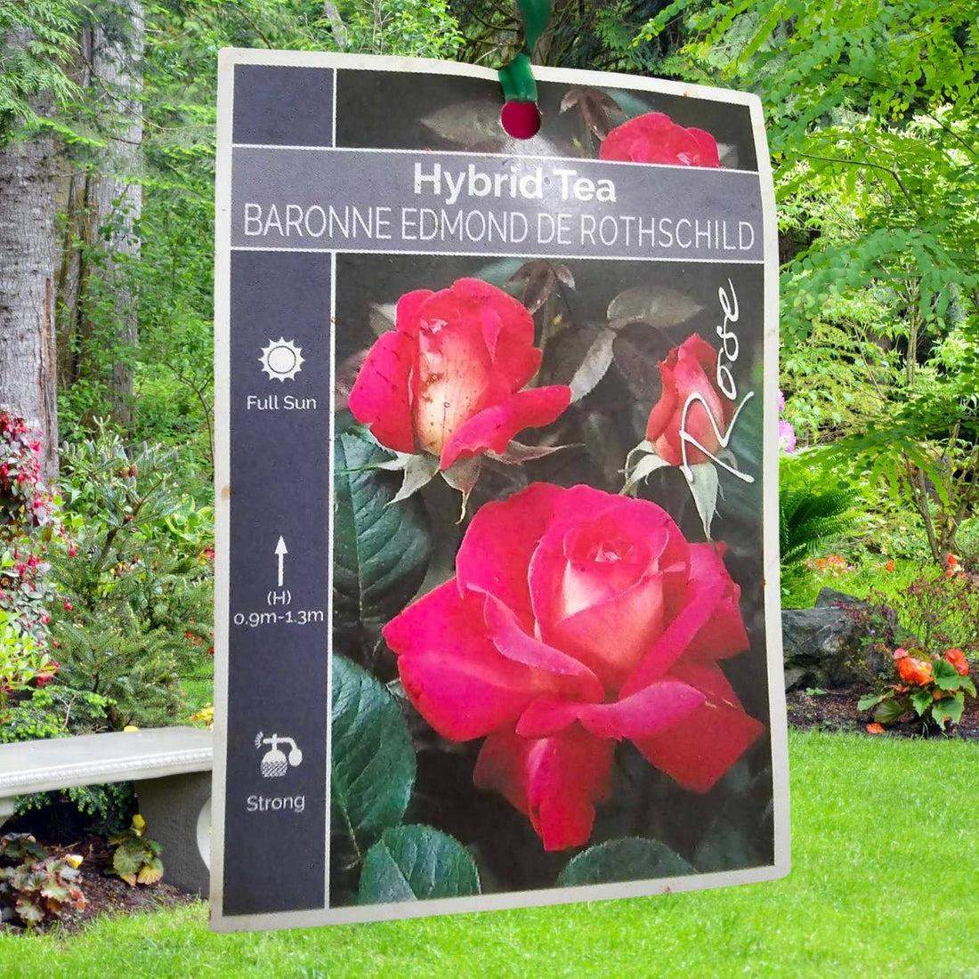 Rose - Hybrid Tea - Baronne Edmond De Rothschild - Oldboy&