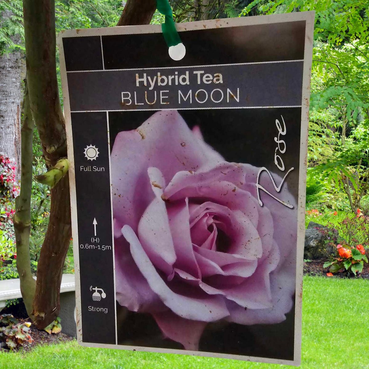 Rose - Hybrid Tea - Blue Moon - Oldboy&