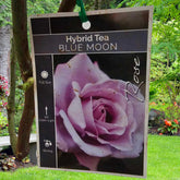 Rose - Hybrid Tea - Blue Moon - Oldboy&