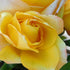 Rose - Hybrid Tea - Gold Medal - Oldboy&