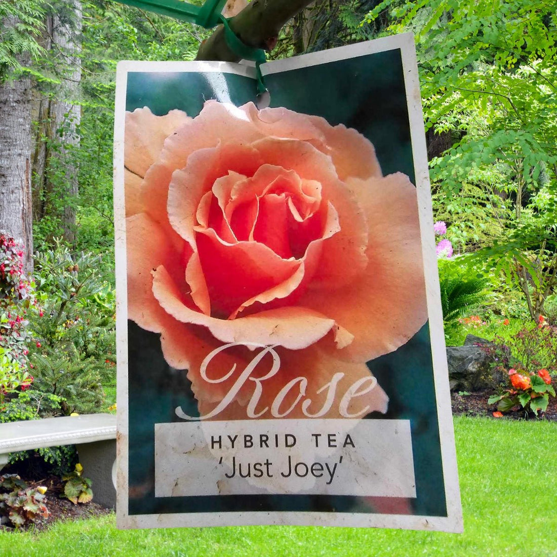 Rose - Hybrid Tea - Just Joey - Oldboy&