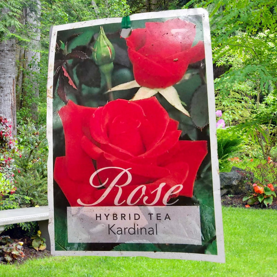 Rose - Hybrid Tea - Kardinal - Oldboy&