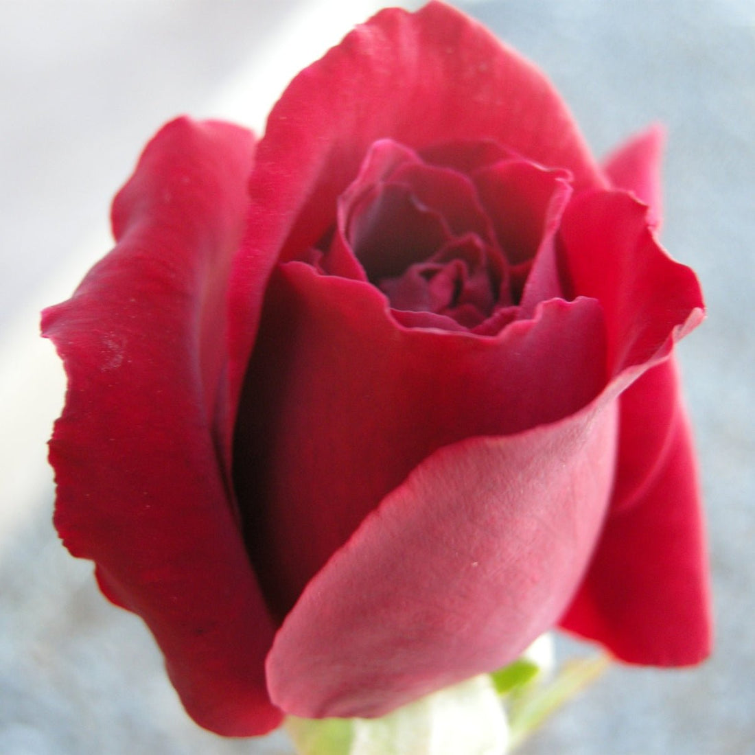 Rose - Hybrid Tea - Mister Lincoln - Oldboy&
