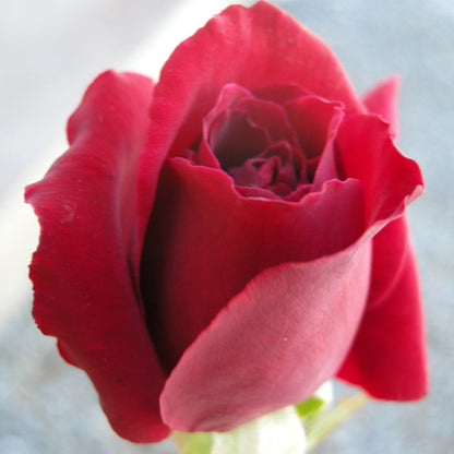 Rose - Hybrid Tea - Mister Lincoln - Oldboy&