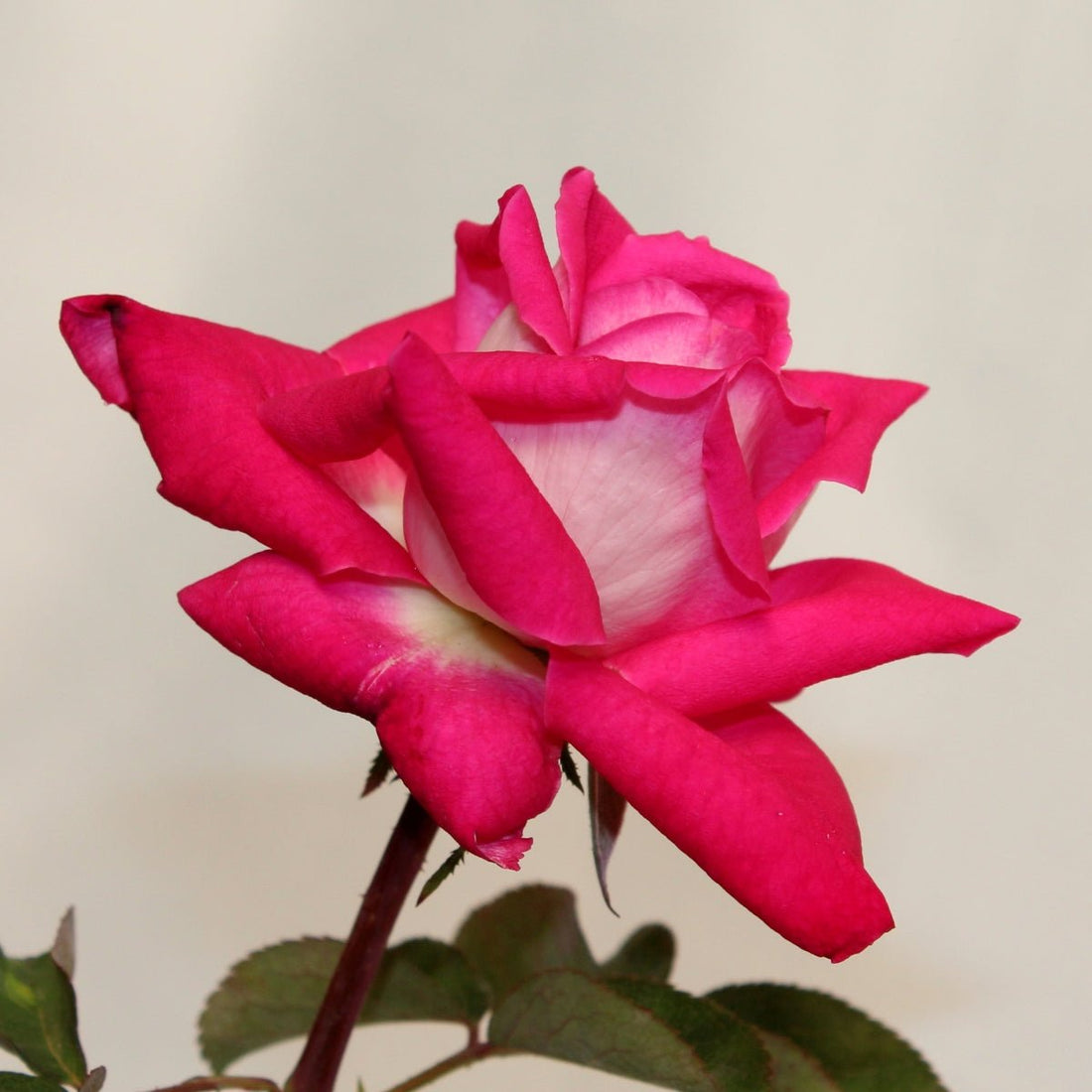 Rose - Love You - Pre-order - Oldboy&