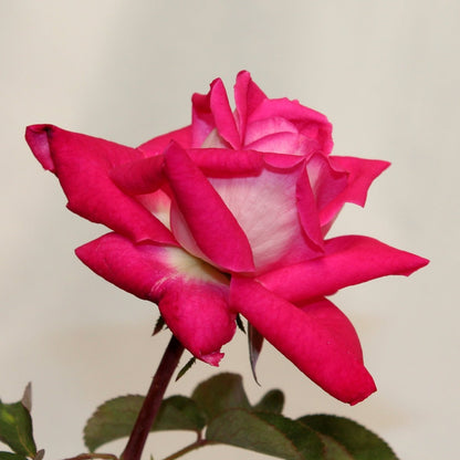 Rose - Love You - Pre-order - Oldboy&