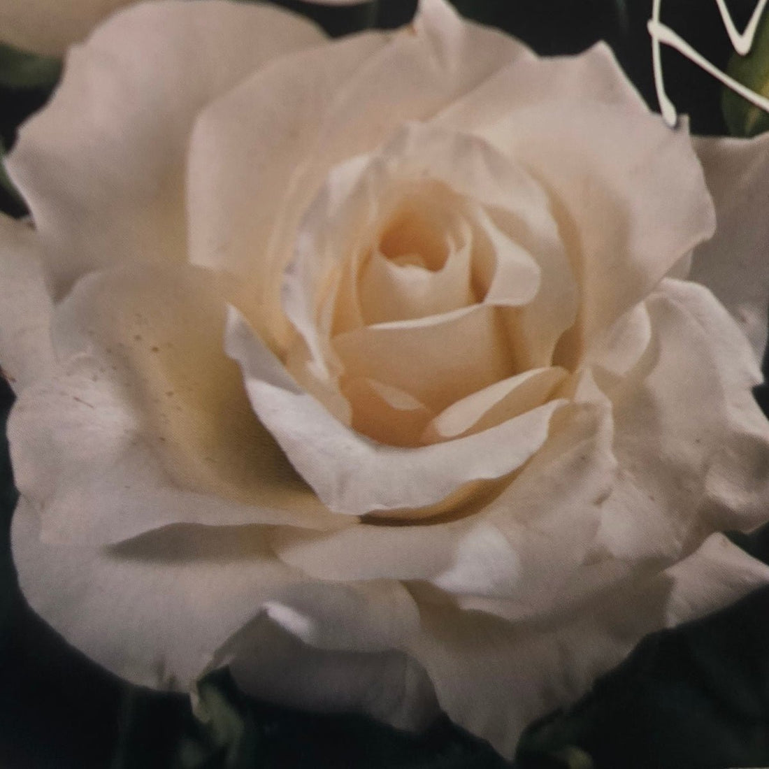 Rose &