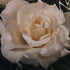 Rose &