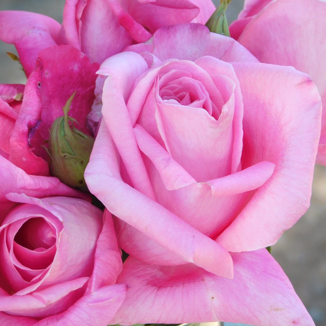 Rose - Perfume Delight - Pre-order - Oldboy&