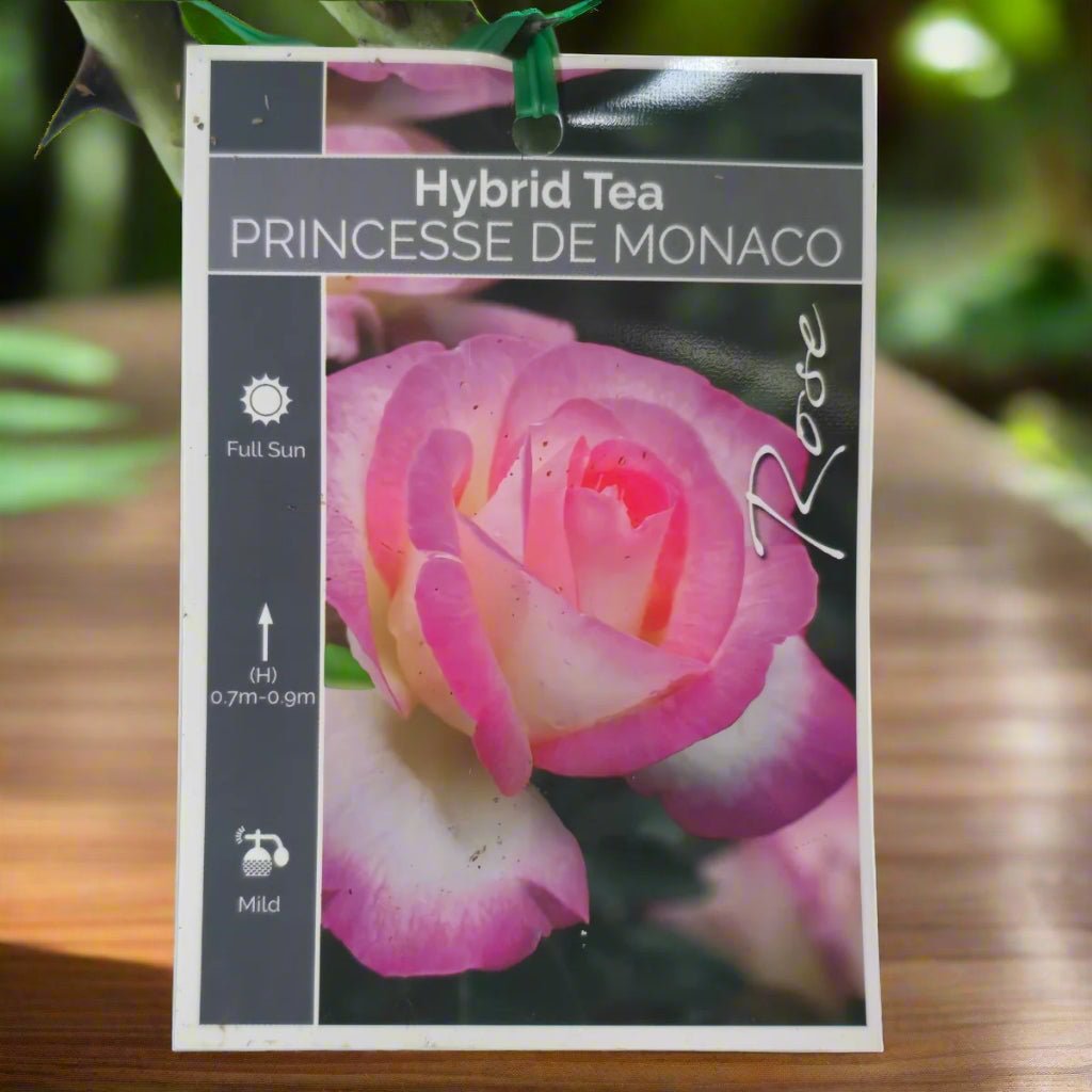 Rose &