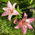 Rosella’s Dream Lilium – Pink & Cream Tango Lily Bulb - Oldboy&