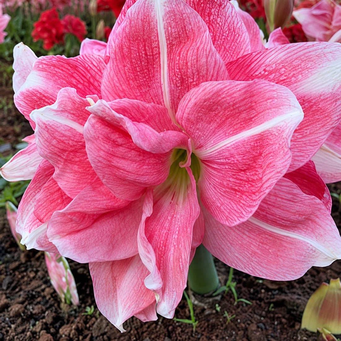Rozzeta Hippeastrum Bulb | Amaryllis – Double Light Pink Blooms with White Streaks - Oldboy&