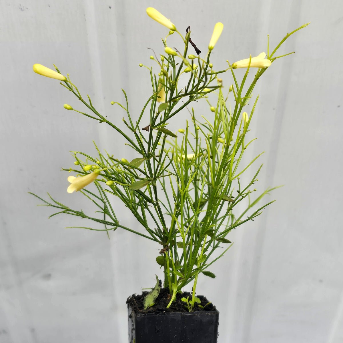 Russelia ‘Lemon Falls’ | Pale Yellow Firecracker Plant - Oldboy&