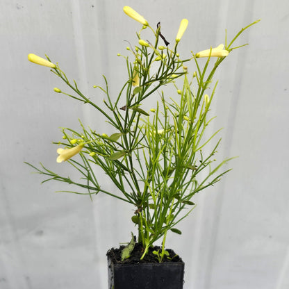 Russelia ‘Lemon Falls’ | Pale Yellow Firecracker Plant - Oldboy&