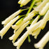 Russelia ‘Lemon Falls’ | Pale Yellow Firecracker Plant - Oldboy&