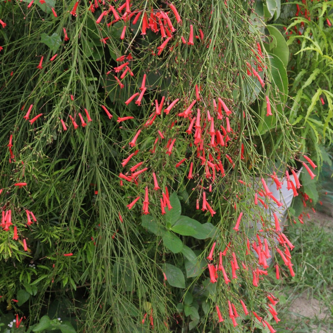Russelia ‘Ruby Falls’ | Red Firecracker Plant - Oldboy&