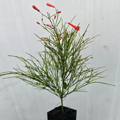 Russelia ‘Ruby Falls’ | Red Firecracker Plant - Oldboy&