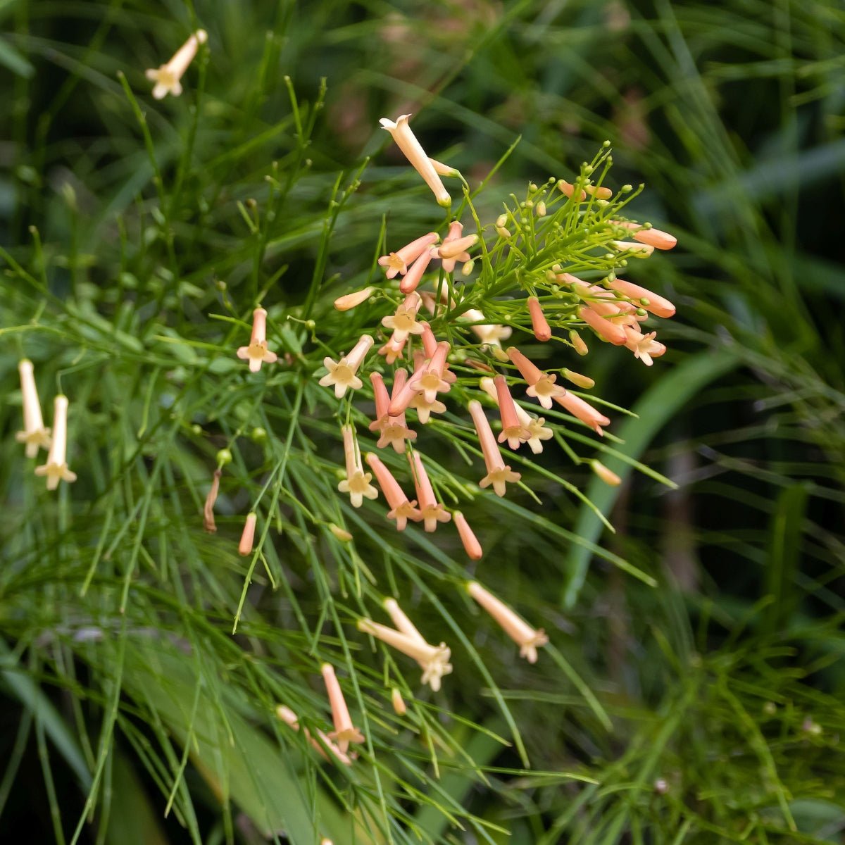 Russelia ‘Tangerine Falls’ | Apricot-Orange Firecracker Plant - Oldboy&