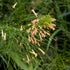 Russelia ‘Tangerine Falls’ | Apricot-Orange Firecracker Plant - Oldboy&